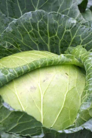 a whole green cabbage