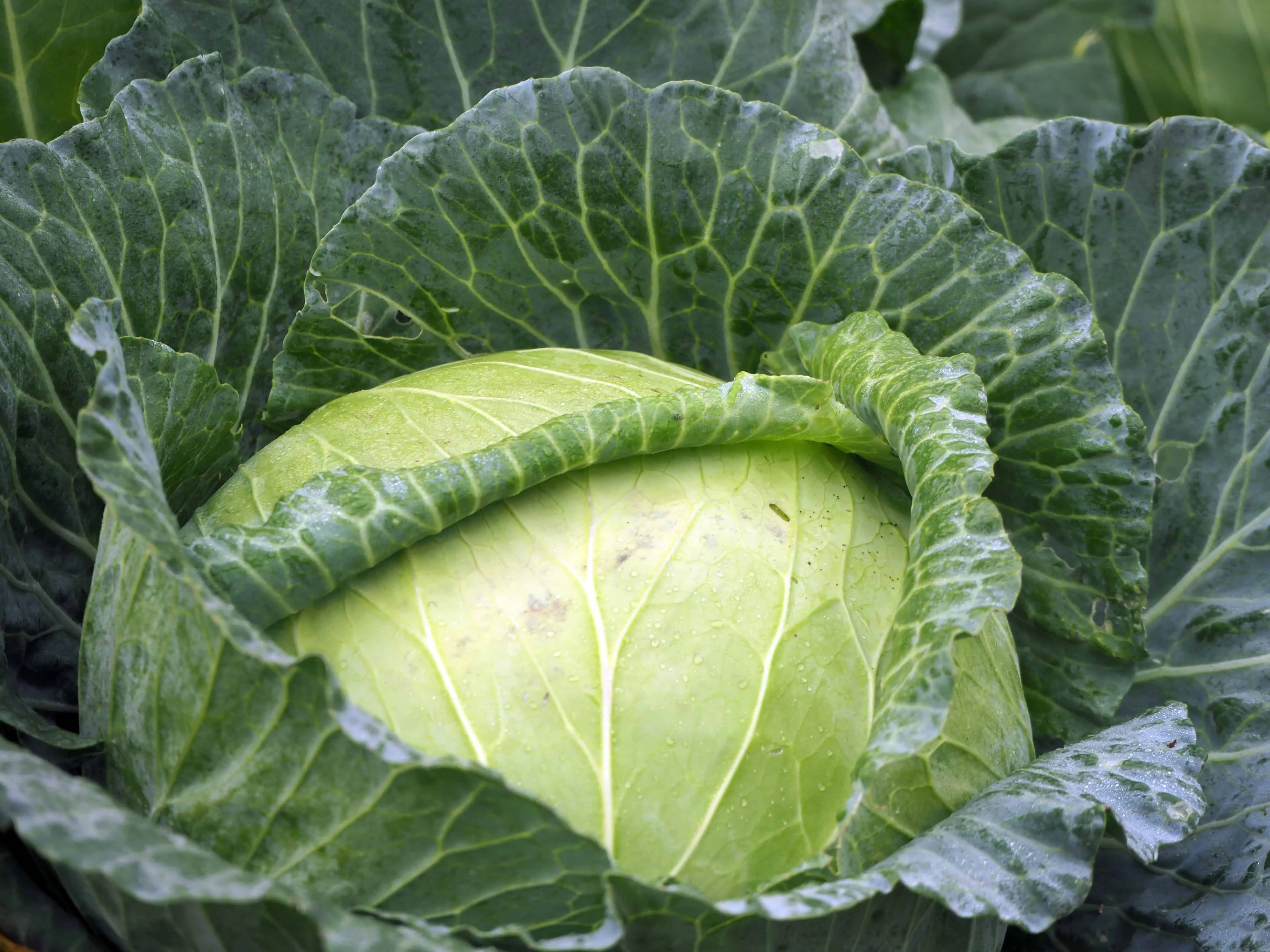 a whole green cabbage