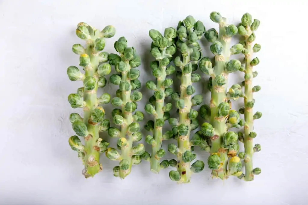 Fresh raw organic brussels sprouts stalks on white background. Top view, flat lay, copy space.
